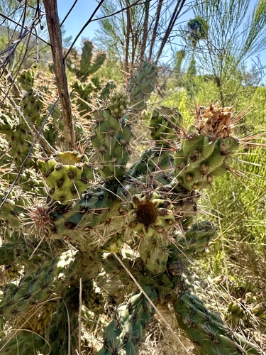 Cylindropuntia californica, photograph 2