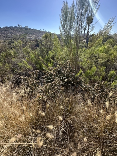 Cylindropuntia californica, photograph 3