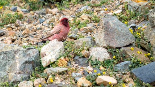Tibetan Rosefinch