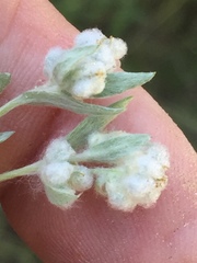 Micropus californicus