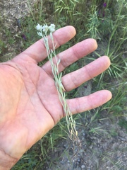 Micropus californicus