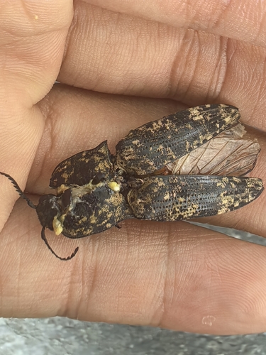 Cryptalaus sculptus