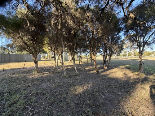 Melaleuca irbyana, 2026-07-29