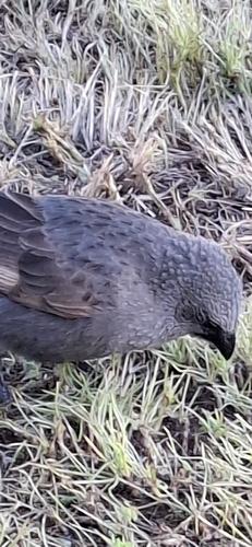 Apostlebird