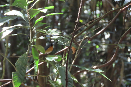 Australian Spectacled Monarch