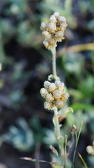 Antennaria umbrinella, photograph (c) Daughter Dad, some rights reserved (CC BY)