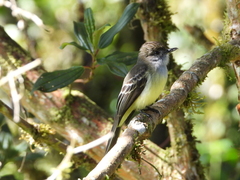 Myiarchus tuberculifer