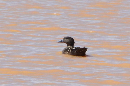 iNaturalist image