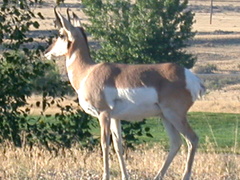 Antilocapra americana