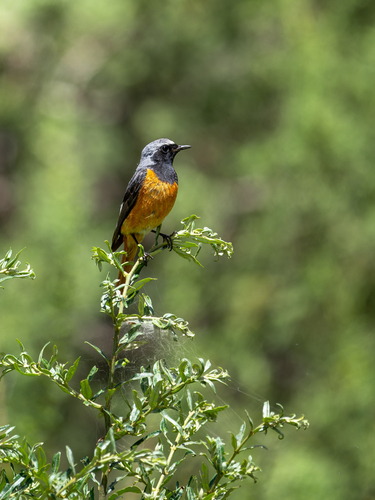 Phoenicurus hodgsoni observed 2026-07-30