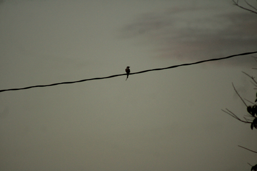 Scissor-tailed Flycatcher