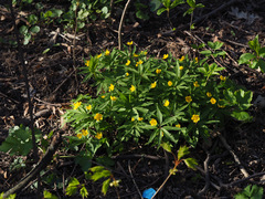 Anemonoides ranunculoides