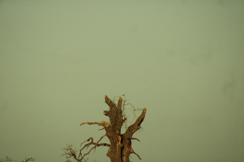 Scissor-tailed Flycatcher