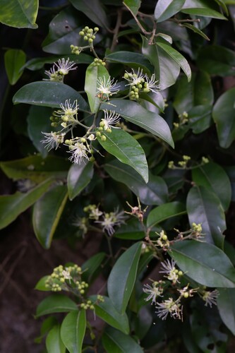 Capparis cantoniensis observed 2026-07-25