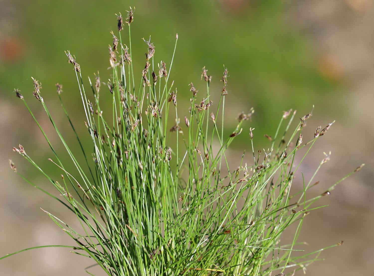 Eleocharis acicularis