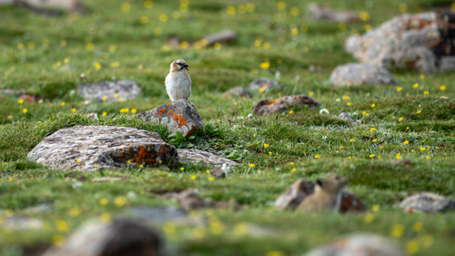 Rufous-necked Snowfinch