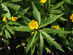 Anemonoides ranunculoides