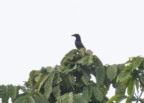 Metallic Starling (Aplonis metallica), photo 8
