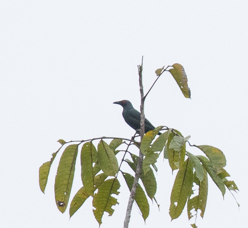 Metallic Starling (Aplonis metallica), photo 7