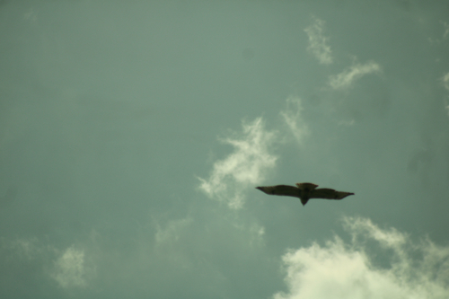 Red-tailed Hawk