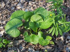 Ranunculus cassubicus