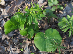 Ranunculus cassubicus