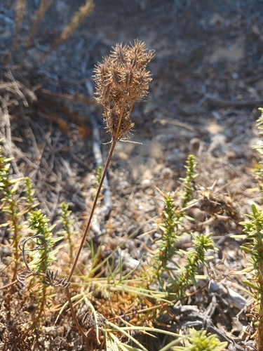 Daucus glaber (Daucus glaber)