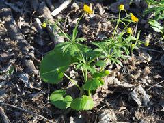 Ranunculus cassubicus