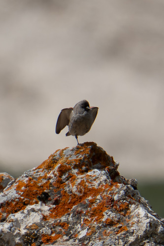 Brandt's Mountain Finch (Leucosticte brandti), photo 6