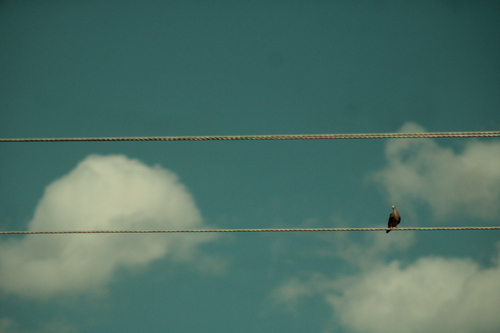 Feral Pigeon