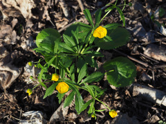 Ranunculus cassubicus