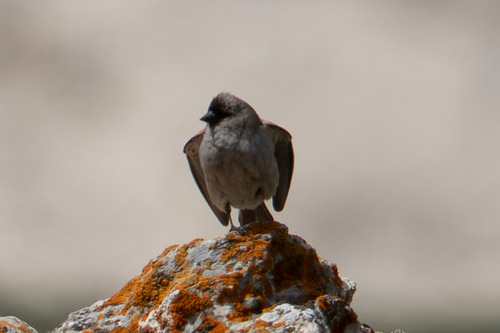 Brandt's Mountain Finch (Leucosticte brandti), photo 2