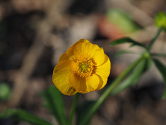 Ranunculus cassubicus