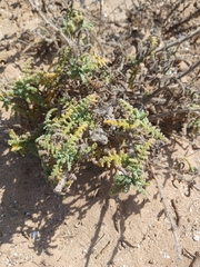 Salvia lanigera