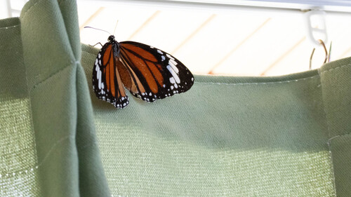 Common Tiger Butterfly