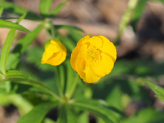 Ranunculus cassubicus