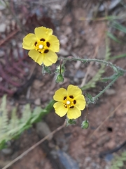 Tuberaria guttata, photograph (c) Flavien Saboureau, some rights reserved (CC BY)