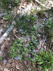 Phacelia maculata