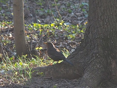 Turdus merula