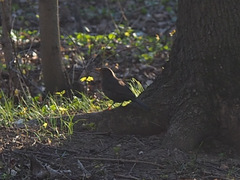Turdus merula
