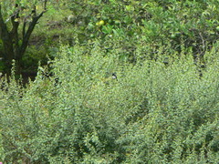 Sporophila luctuosa