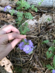 Phacelia maculata