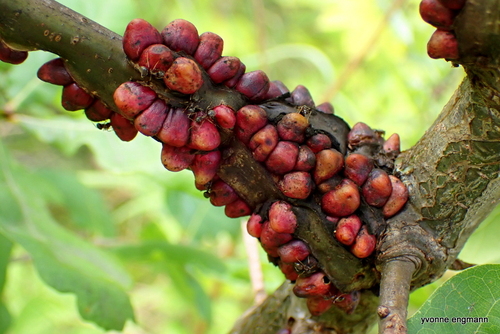 Barnacle Gall Wasp