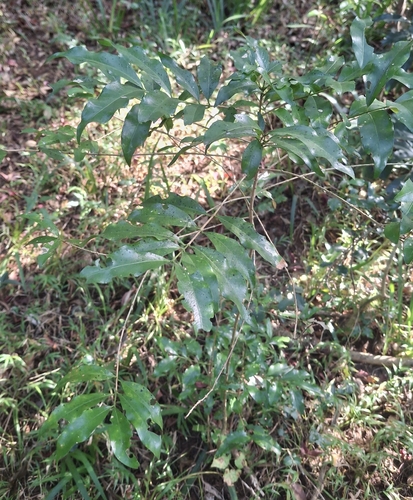 Hypobathrum observed 2026-07-29