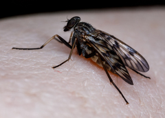 Tabanomorpha