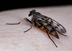 Tabanomorpha