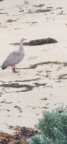 Cape Barren Goose
