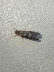 Annulipalpia