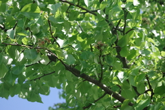 Pyrus communis pyraster
