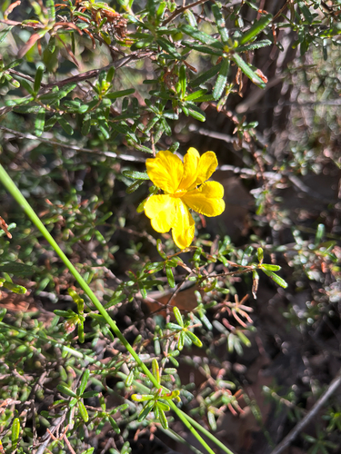 Yellow Buttercups